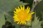 Spiney sowthistle